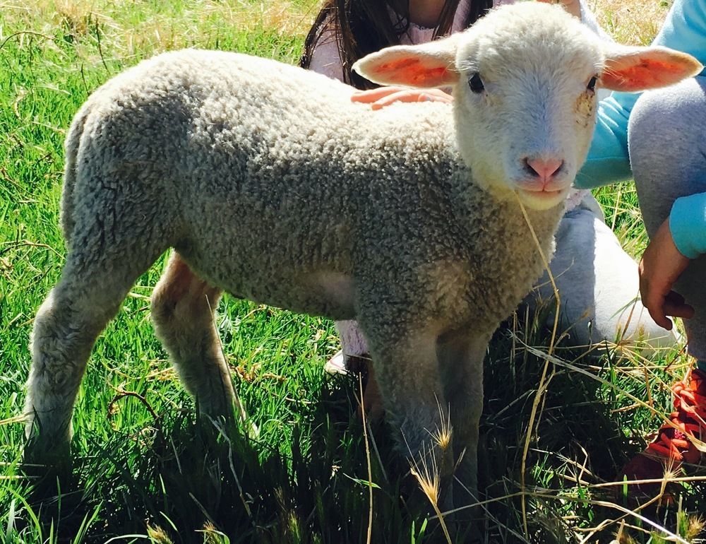 Morella Farmstay Cape Jervis Dış mekan fotoğraf