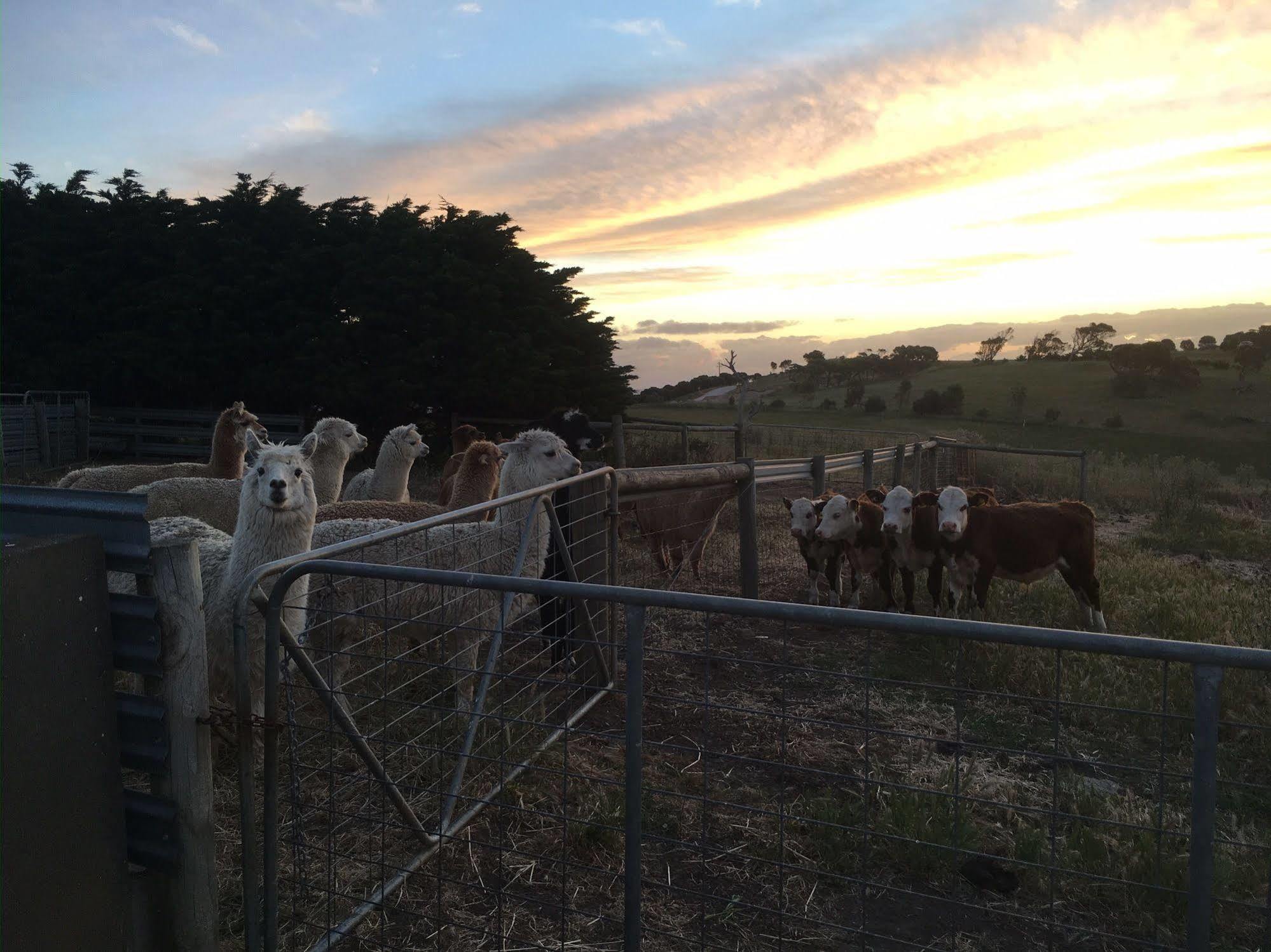 Morella Farmstay Cape Jervis Dış mekan fotoğraf