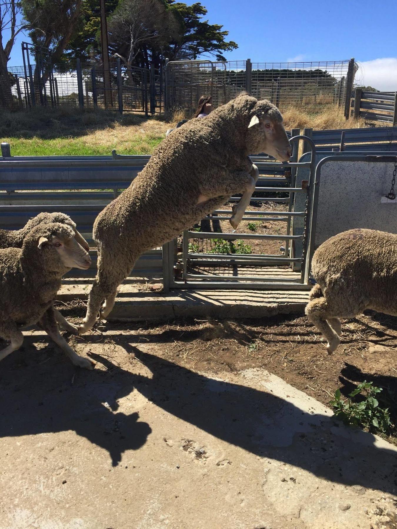 Morella Farmstay Cape Jervis Dış mekan fotoğraf